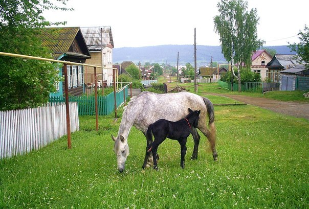 Живность из сети