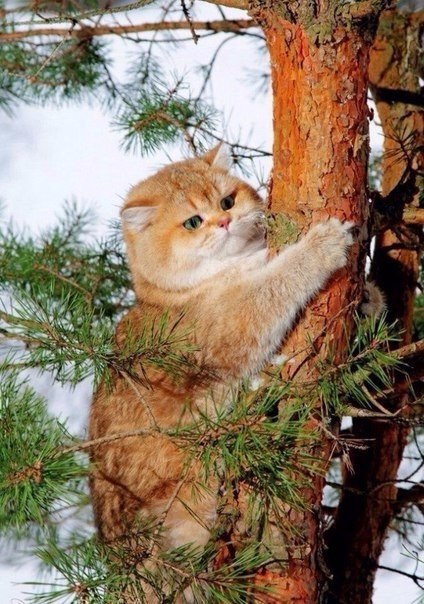 Прикольных котов пост