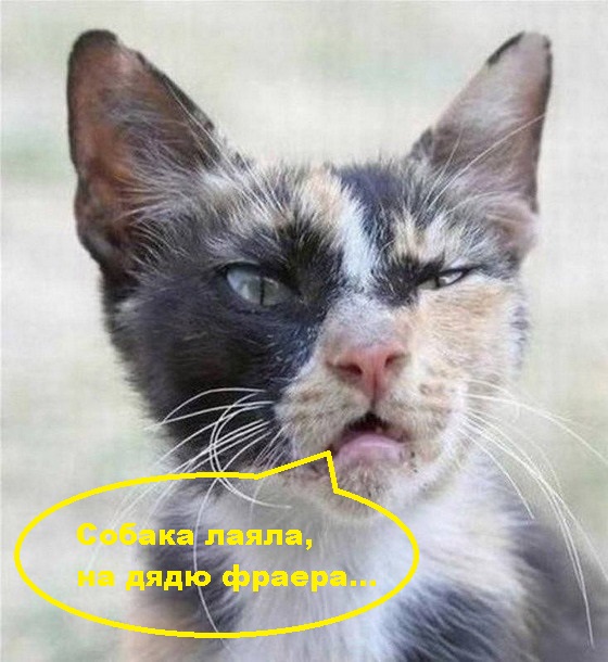 Боевые коты