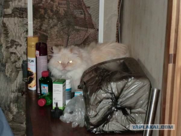 У пермского аэропорта оставили у мусорки персидского кота в переноске