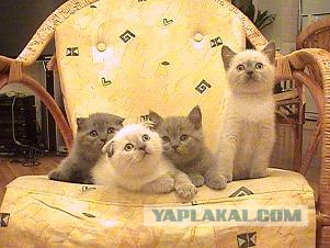 Котовторник на ЯПлакалъ