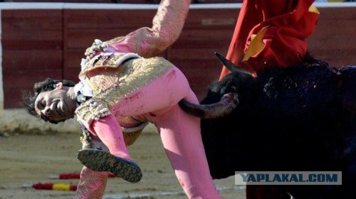 Бык нашел себе жертву