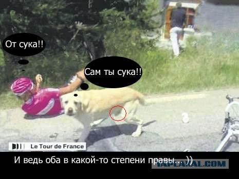 Собака-западляка