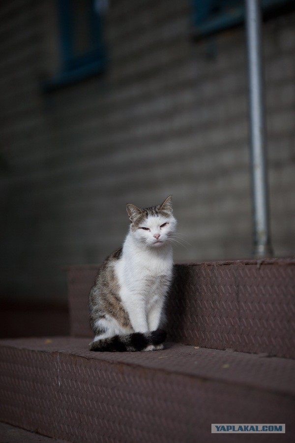 Коты Кубани