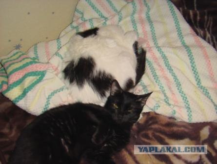 Котовторник - С праздником, котоводы!
