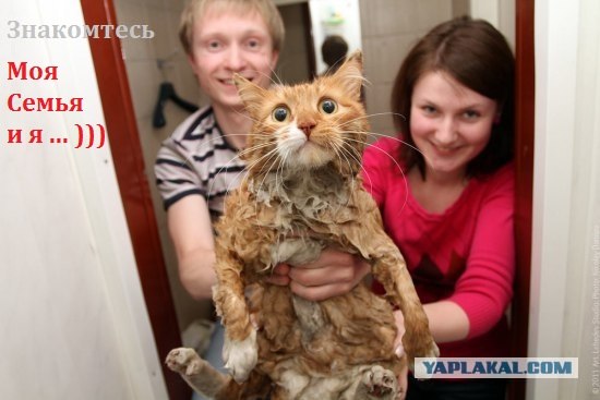 Котовторник уже сегодня!