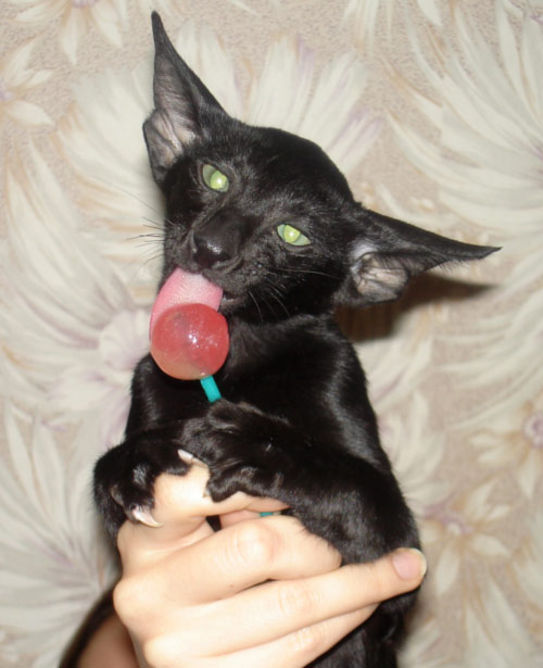 Котовторник!