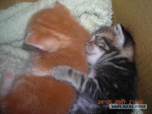 Котовторник  07.06.11