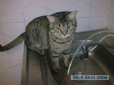 Супер-котофото на котовторник
