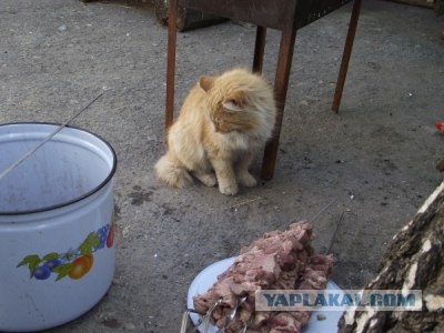 Котовторник! 08.11.11