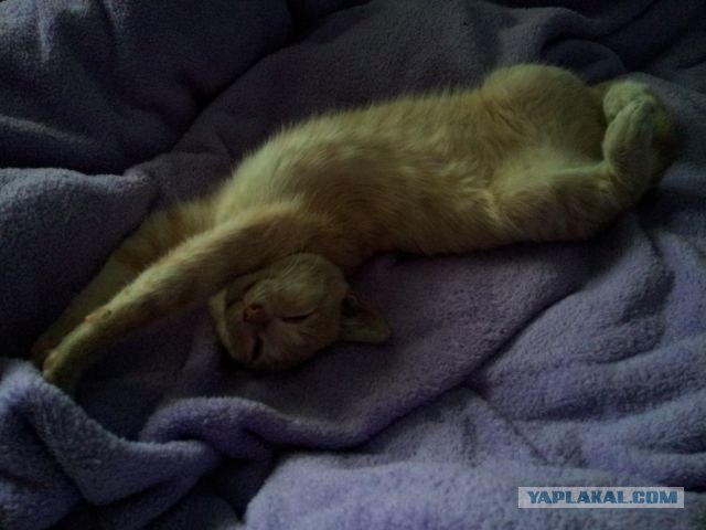Котовторник (31.01.2012)