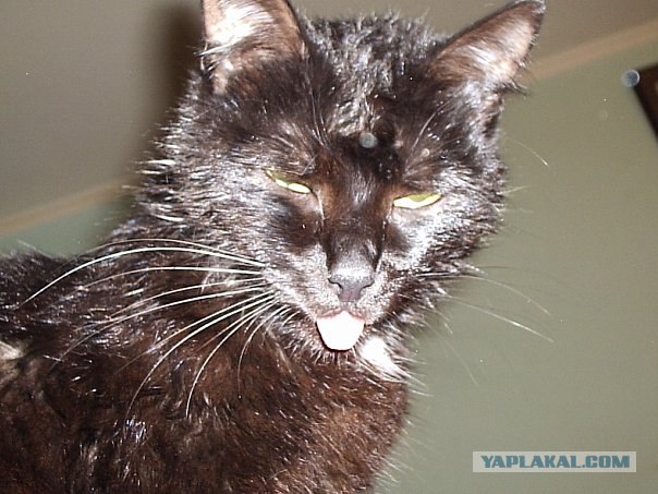 Котовторник 20.03.2012