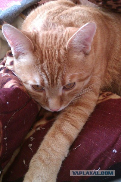 Котовторник на 26.06.12