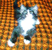 Котовторник 11.09.2012