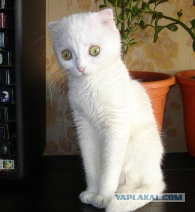 Кто этот зверь?