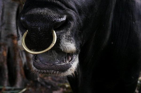 Почему у быков в носу кольцо?