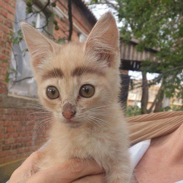 Забавные фото котеек
