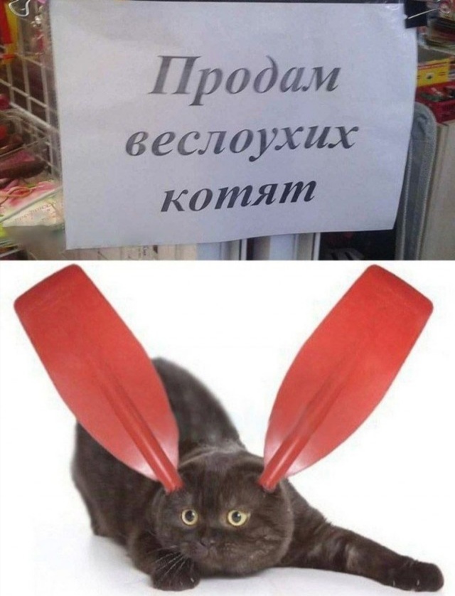 Знакомьтесь, Хищник