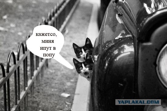 Фотожаба: Кот