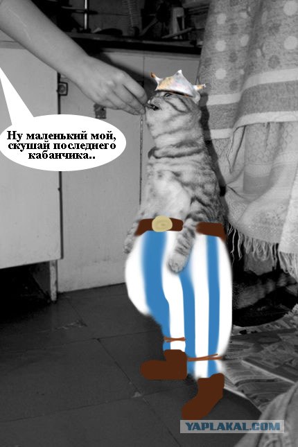 Кормим кота с рук