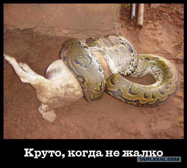 Круто, когда не жалко!