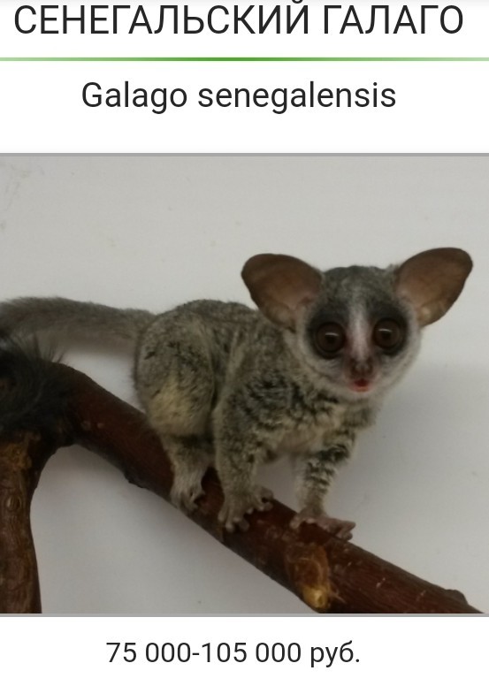 Мимишный зверёк
