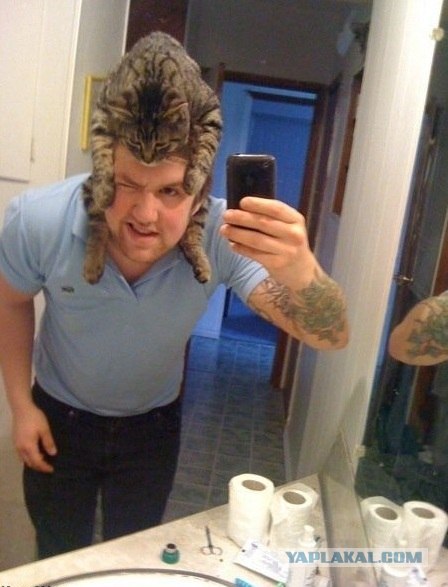 Эпичный кот