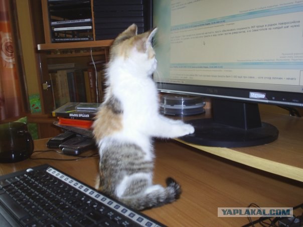 Котёнок смотрит в окно
