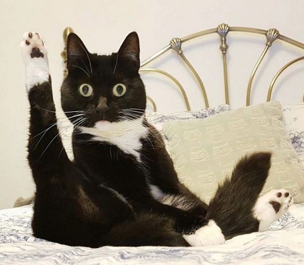 Котовторник. Февраль