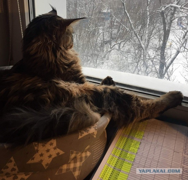 Котопроизводство