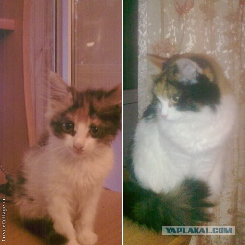 Котовторник. Было - стало