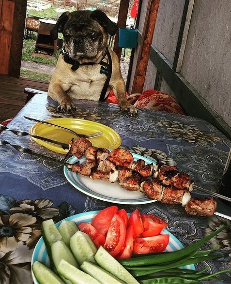У меня собаки нет