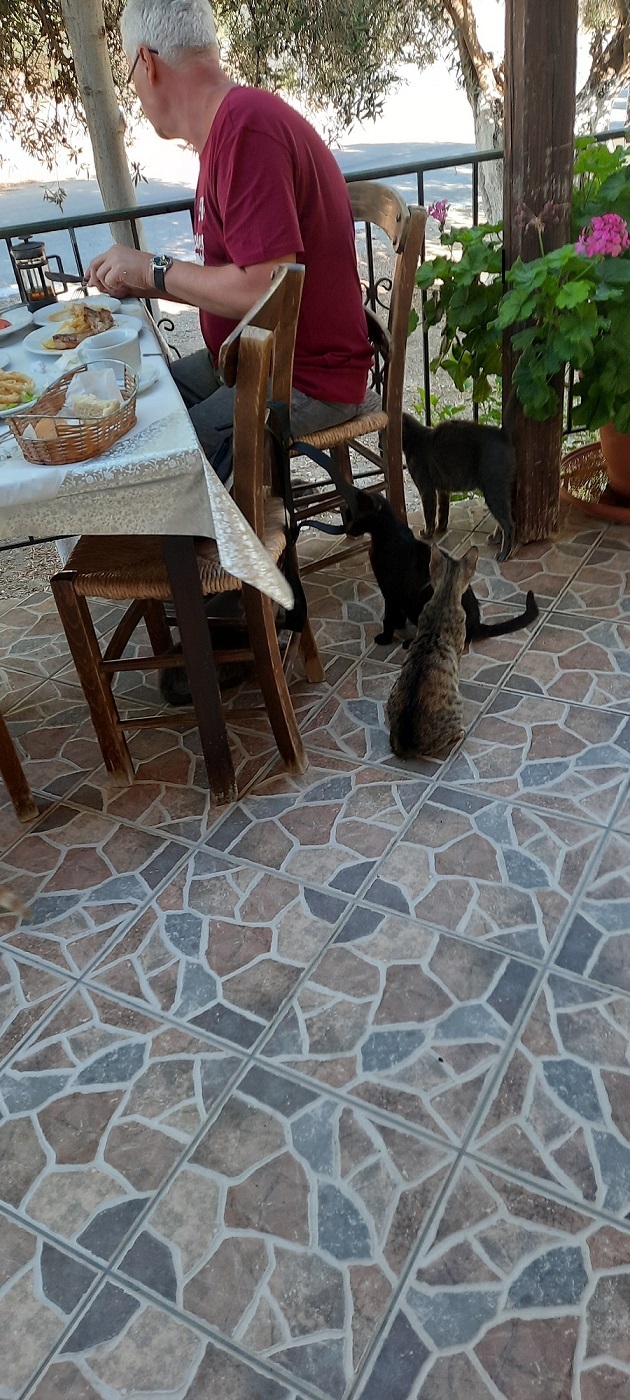 Коты деревенской породы
