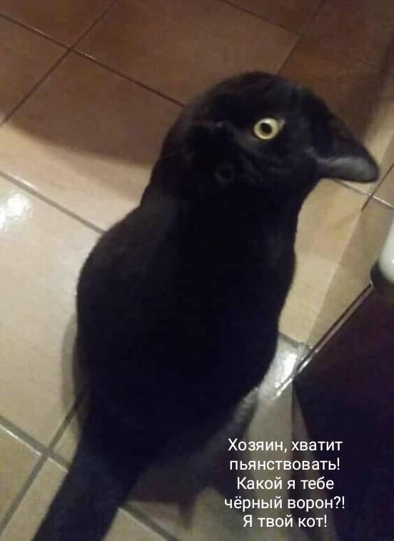 Так кормят осиротевших воронов, чтобы оставались дикими и не привыкали к людям перед выпуском обратно в природу.