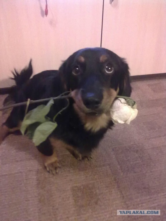 Собакочетверг на 02.01.2014