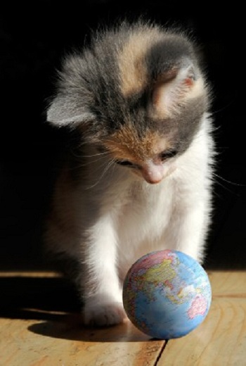 Коты ученых