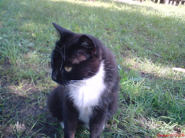 Котовторник 01.04.2014