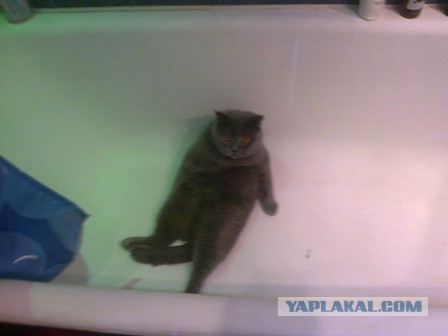 Котовторник 01.07.2014