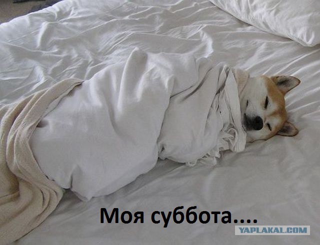 Добряки, плюсующие всех подряд