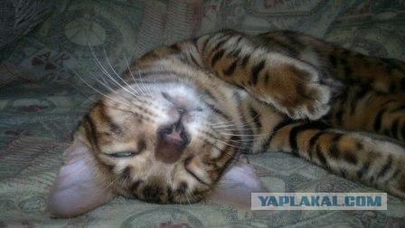 Котовторник 23.09.2014.
