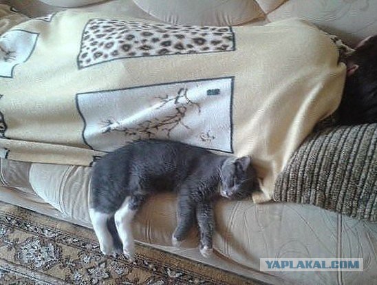 Как спят кошки: интересные факты