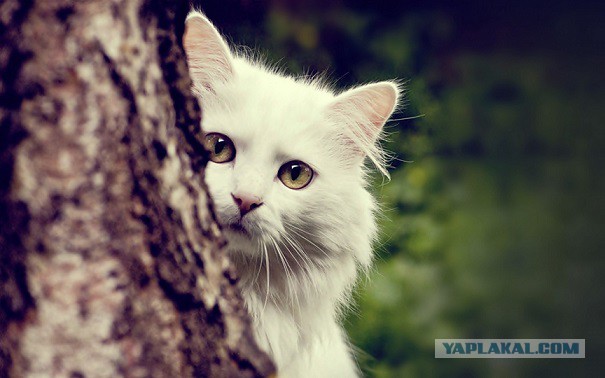Эй, кот. Кот!