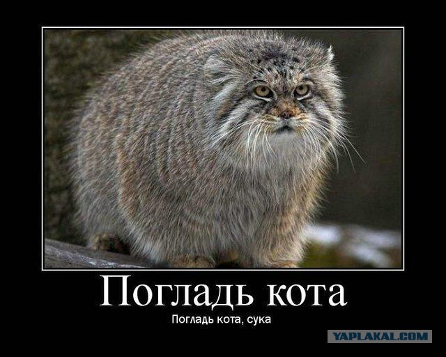 Малыши-манулы