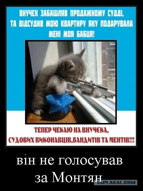 Предвыборный юмор по-украински (коте одобряет)