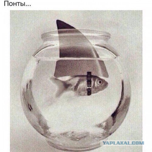 Не будь лохушкой!