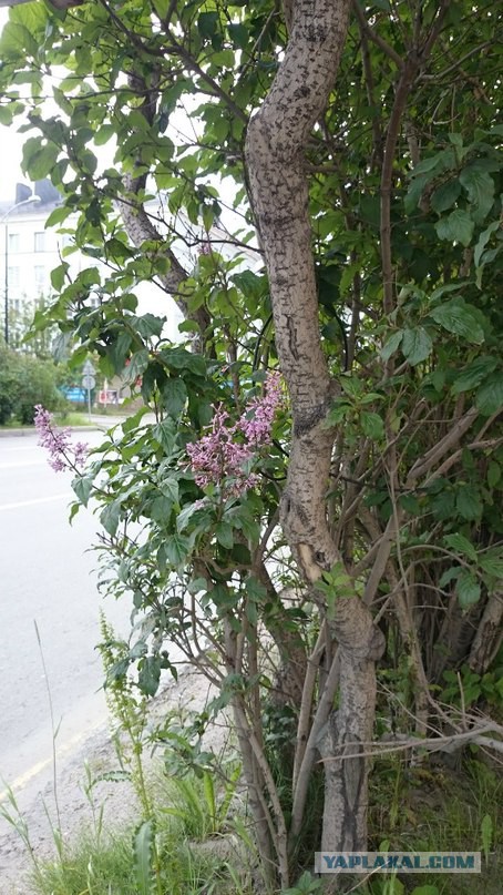ЯП съездил за Полярный круг