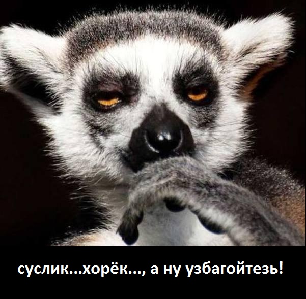 Инструкция хорька
