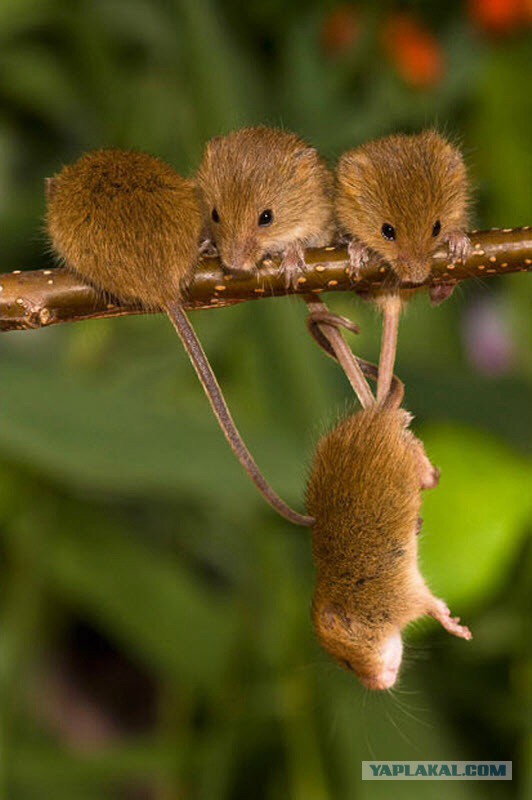 Маленькие мышата