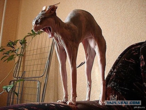 Помогал готовить пирожки