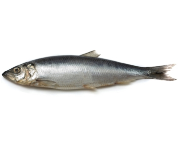 Дельфин нашел себе девушку